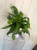 HURRICANE ASPLENIUM
