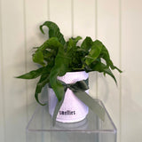 HURRICANE ASPLENIUM
