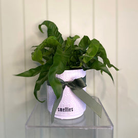 HURRICANE ASPLENIUM