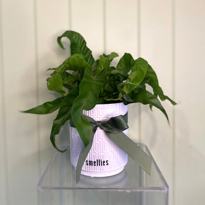 HURRICANE ASPLENIUM