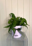 HURRICANE ASPLENIUM