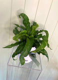 HURRICANE ASPLENIUM