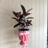 BURGUNDY FICUS (RUBBER PLANT)