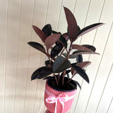 BURGUNDY FICUS (RUBBER PLANT)