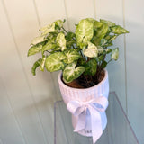 GREEN SYNGONIUM