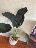 ALOCASIA LARGE