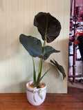 ALOCASIA LARGE