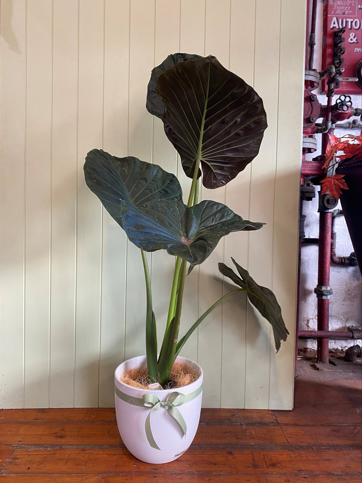 ALOCASIA LARGE