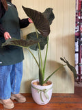 ALOCASIA LARGE