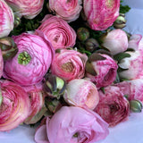 BLOSSOM RANUCULUS