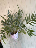 BLUE STAR FERN IN WHITE POT