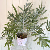 BLUE STAR FERN IN WHITE POT