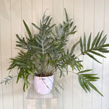 BLUE STAR FERN IN WHITE POT