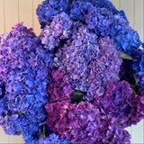 Eight bunches of ocean toned hydrangeas wrapped in white paper, displayed in front of a wooden background.