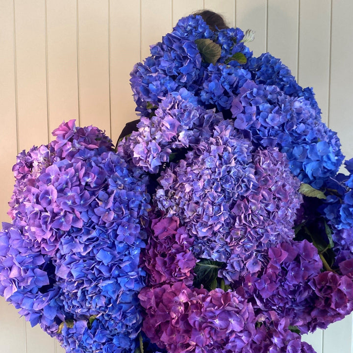 Bouquet of blue and purple hydrangeas against a wooden panel background