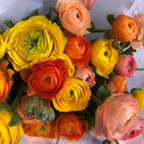 A colorful assortment of ranuculus flowers beautifully displayed with white wrapping highlighting their natural charm.