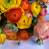 A colorful assortment of ranuculus flowers beautifully displayed with white wrapping highlighting their natural charm.