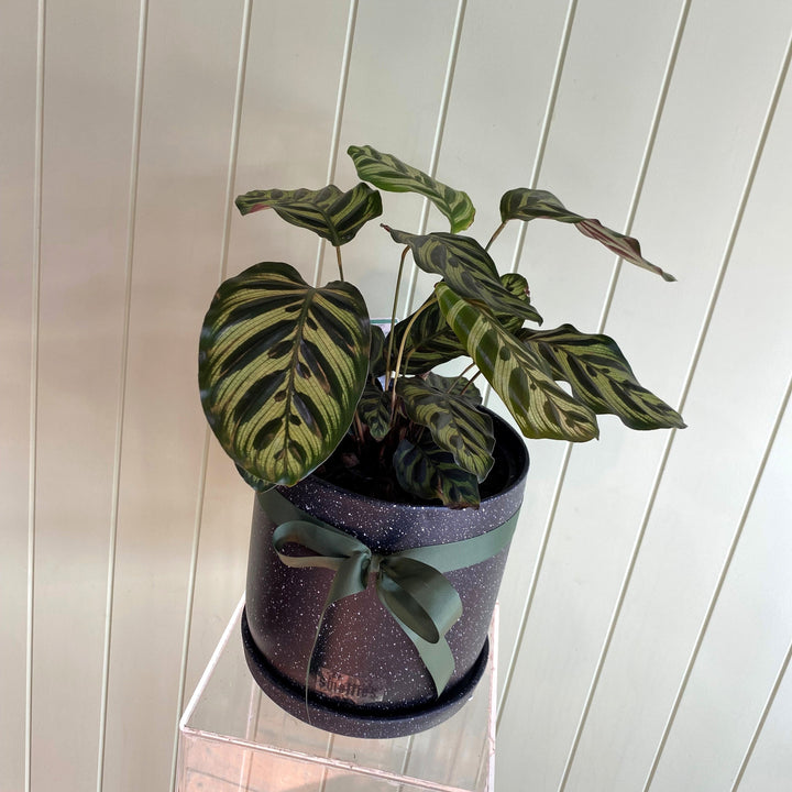 PEACOCK CALATHEA (PEACOCK PLANT)