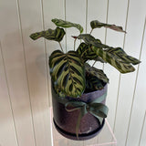 PEACOCK CALATHEA (PEACOCK PLANT)