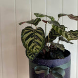 PEACOCK CALATHEA (PEACOCK PLANT)
