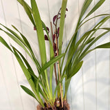 CYMBIDIUM ORCHID PLANT (BURGUNDY)