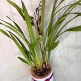 CYMBIDIUM ORCHID PLANT (BURGUNDY)