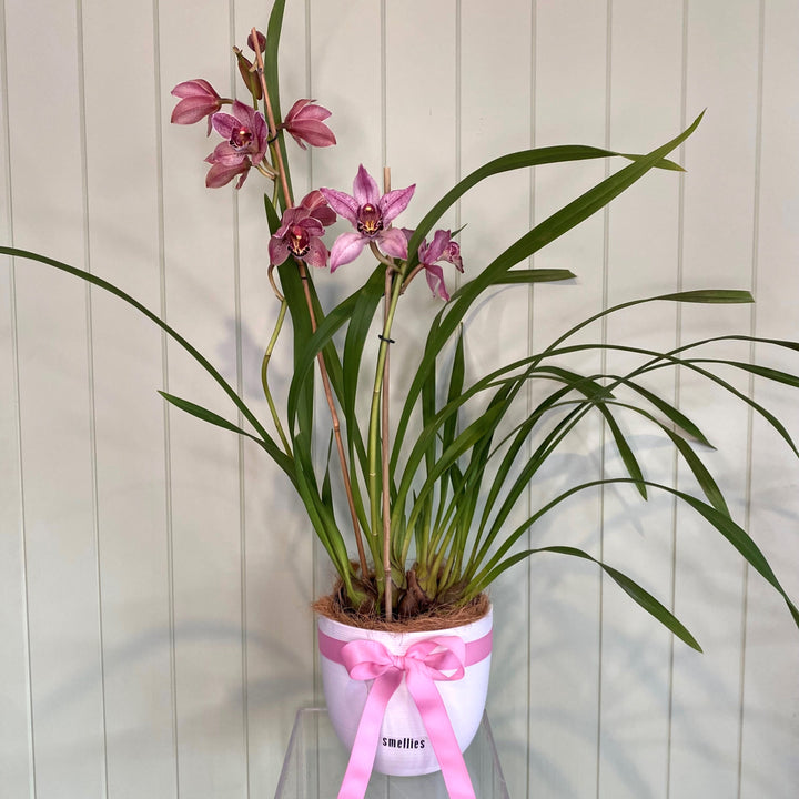 CYMBIDIUM ORCHID PLANT (MAGENTA)