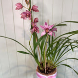 CYMBIDIUM ORCHID PLANT (MAGENTA)