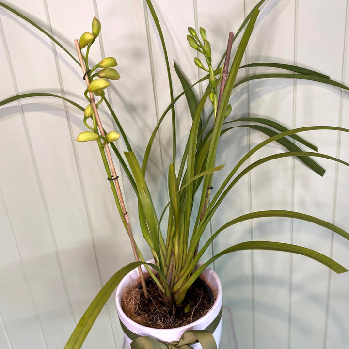 CYMBIDIUM ORCHID PLANT (WHITE)