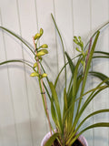 CYMBIDIUM ORCHID PLANT (WHITE)