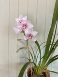 CYMBIDIUM ORCHID PLANT (WHITE/BURGUNDY)