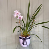 CYMBIDIUM ORCHID PLANT (WHITE/BURGUNDY)