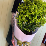 ENGLISH BOX TOPIARY