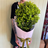 ENGLISH BOX TOPIARY