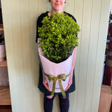 ENGLISH BOX TOPIARY