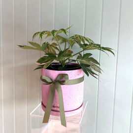 FATSIA JAPONICA