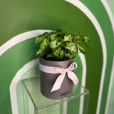 GREEN SYNGONIUM IN GREY POT