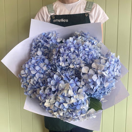 OCEAN HYDRANGEAS