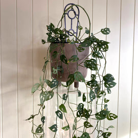 MONSTERA DELICIOSA TAUERII (SWISS CHEESE) PLANT