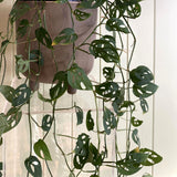 MONSTERA DELICIOSA TAUERII (SWISS CHEESE) PLANT