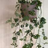 MONSTERA DELICIOSA TAUERII (SWISS CHEESE) PLANT