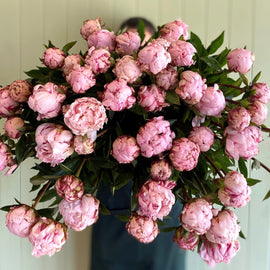 Bouquet of pink peony roses held against a green wall with indoor plants and furniture in the background.