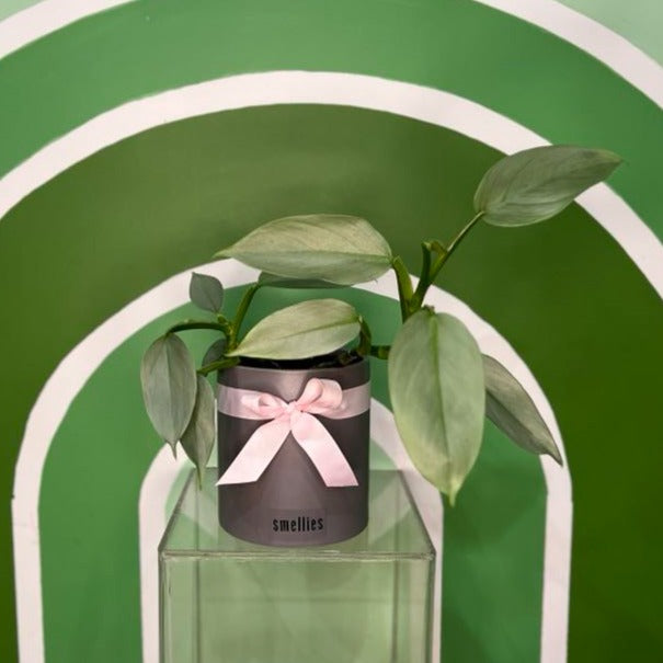 SILVER PHILODENDRON IN GREY POT