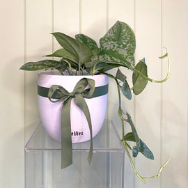 SATIN POTHOS