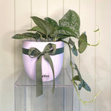 POTHOS SATIN