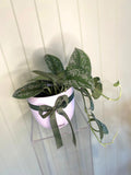 POTHOS SATIN