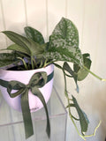 POTHOS SATIN