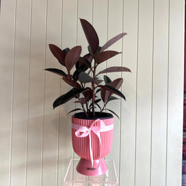 BURGUNDY FICUS (RUBBER PLANT)