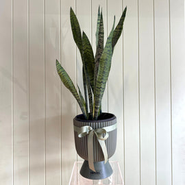 SANSEVIERIA (SNAKE) PLANT