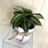 SPATHIPHYLLUM SILVER STREAK